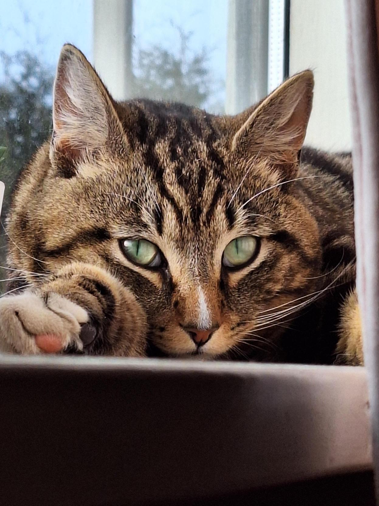 Bilde viser en katt, han har miksa farger, hvit brunt og sort. -